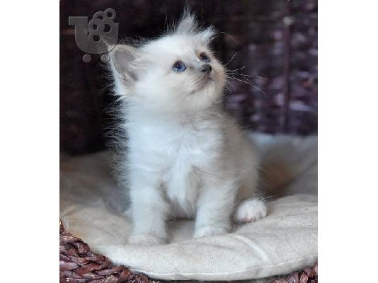 PoulaTo: birman x ragdoll
